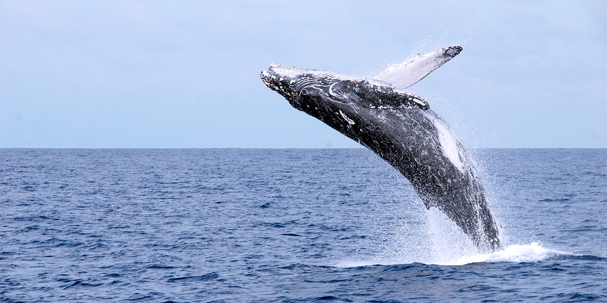 This summer, get a jump on your graduate degree online. 